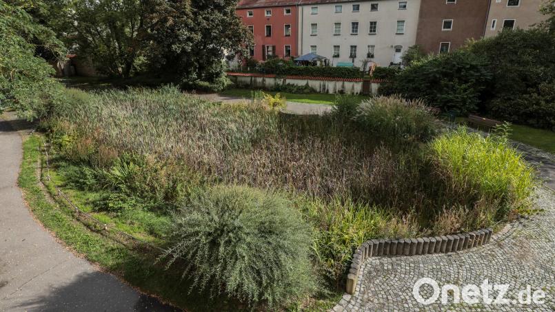 Der Teich im Stadtgraben soll ein Action-Wasserspielplatz werden. Bild: Wolfgang Steinbacher