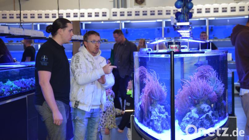 Seltene Korallen und ihre Bewohnen laden beim Rundgang durch die Aquarien-Straße bei Plankton-Plus-Aquaristik in Hohenburg zum Bestaunen ein. Bild: bö