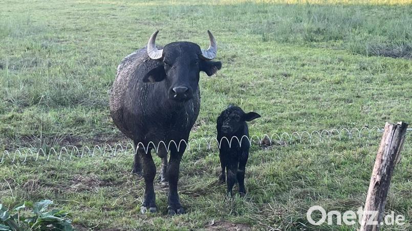 Das Hahnbacher Wasserbüffelkalb mit seiner Mama. Beiden geht es gut in den Vilsauen. Bild: Johannes Weiß/exb