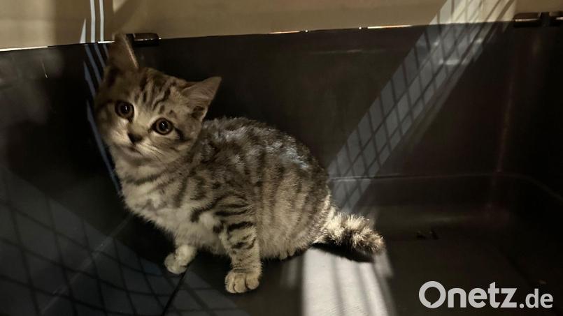 Die Katze fühlte sich in den Motorräumen der Feuerwehrfahrzeuge offenbar wohl. Bild: -/Berufsfeuerwehr München/dpa