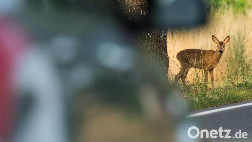 Nach einem Ausweichmanöver wegen Wildwechsel fuhr ein Autofahrer am Samstag auf der B 14 bei See gegen einen Baum. Am Ende geriet sein Fahrzeug in Brand. Symbolbild: Patrick Pleul/dpa
