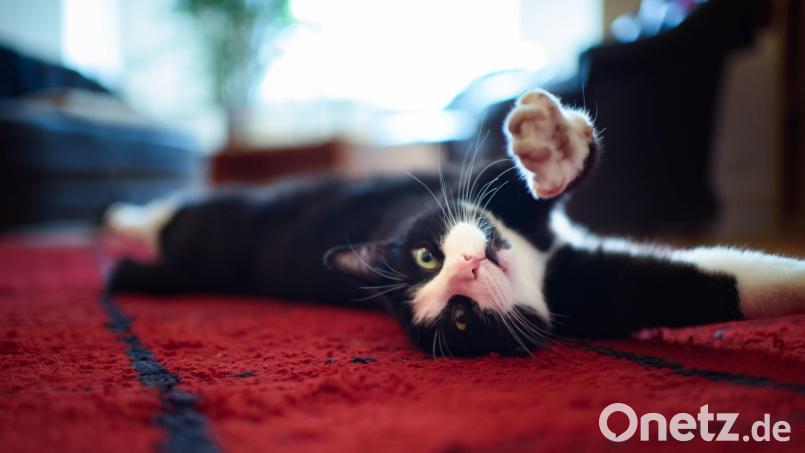 So gut wie Kater Sammy hat es nicht jede Katze. Die neu gegründete Gruppe &quot;Katzenglück für Streuner&quot; investiert viel Zeit und Geld, damit es auch obdachlosen Tieren besser geht. Eine Spendenaktion hebt nun ganz nebenbei auch das Fitness-Level von Tierfreunden. Symbolbild: Gregor Fischer/dpa