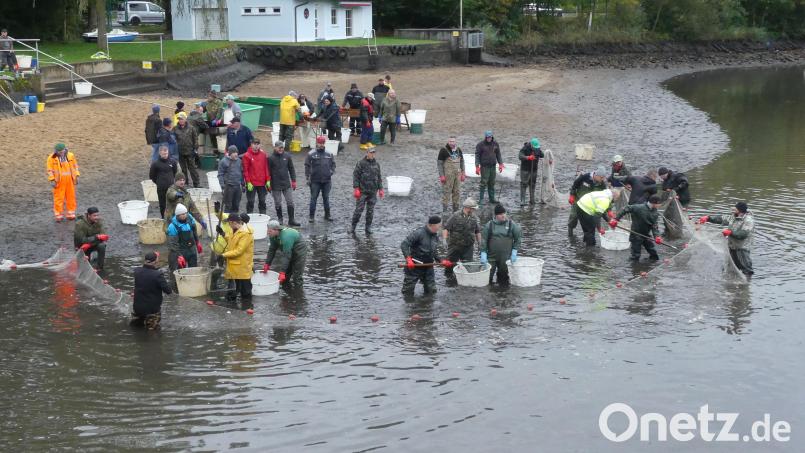 Rund 70 Mitglieder des Sportanglervereins beteiligen sich am Abfischen des Rußweihers. Der Fischzug hat auch viele positive „Nebeneffekte“. Bild: rn