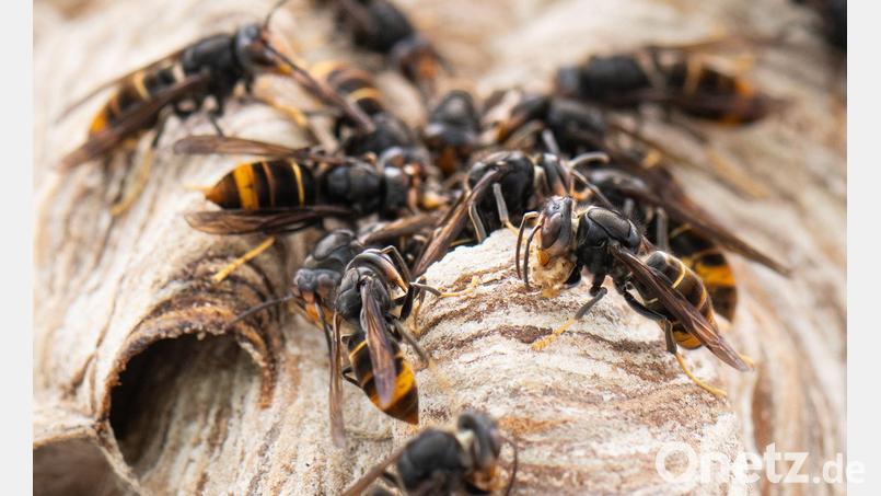 Die Asiatische Hornisse gilt als invasive Art. (Archivbild) Bild: Boris Roessler/dpa