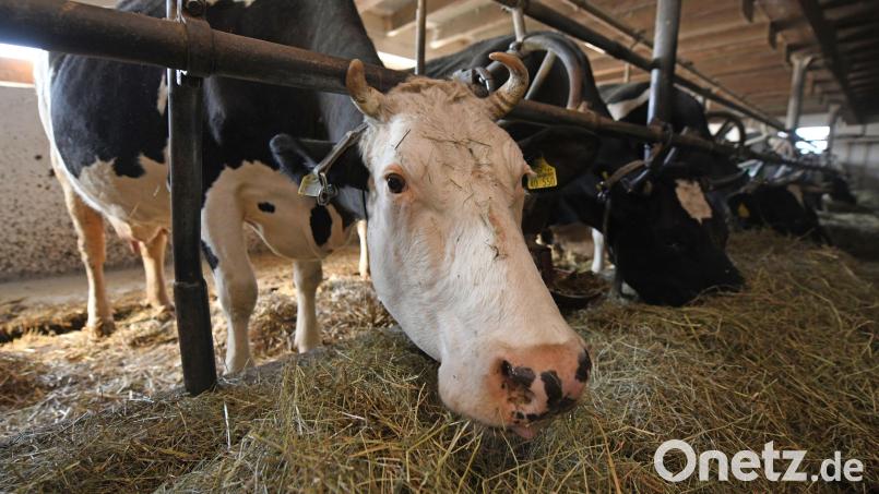 In Bayern und in der Oberpfalz fehlen Tierärzte zur Betreuung von Schweinen und Rindern. Eine Landtierarztquote soll das Problem lösen. Symbolbild: Patrick Seeger/dpa