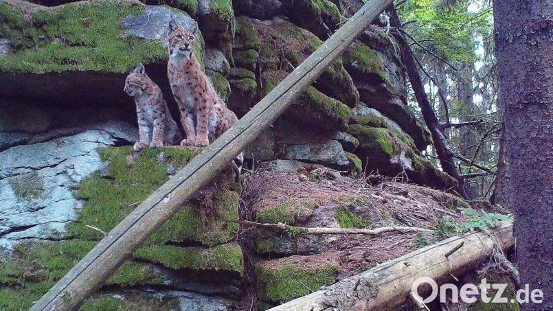 Anhand des Fellmusters lassen sich Luchse genau identifizieren. Wie der Fingerabdruck des Menschen ist dieses Muster bei jedem Luchs verschieden. Hier eine Archivaufnahme aus einer der Fotofallen aus dem Steinwald. Bild: Fotofallenmonitoring/Landesamt für Umwelt