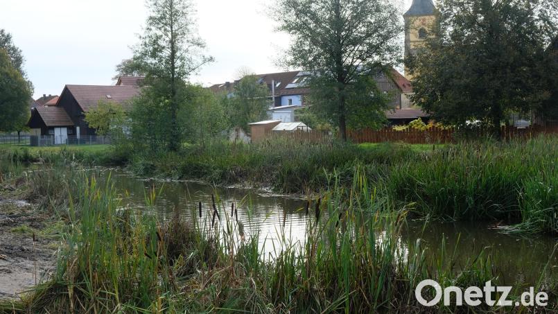 Im Bereich Tremmersdorf ähnelt das Flussbett der Creußen einer grünen Pflanzenoase. Der Wunsch nach regelmäßigen und vollständigen Entlandungen als Zwischenlösung bis zum Start des ökologischen Umbaues stößt allerdings bei der Fachbehörde auf viele Bedenken. Bild: do