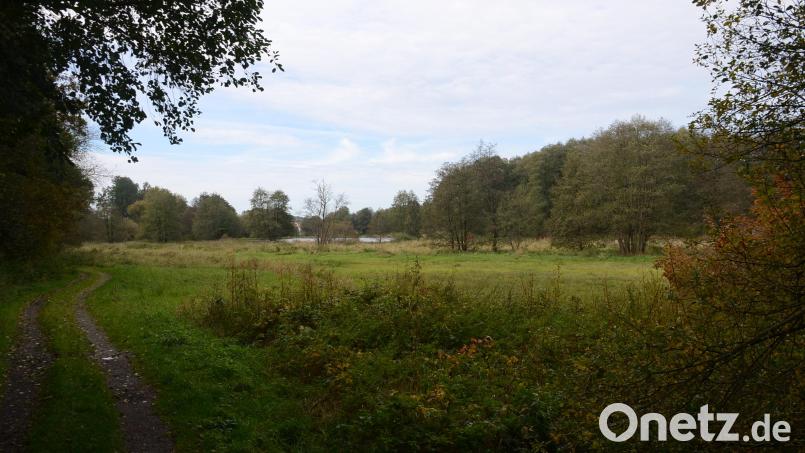 Auf dieser Auenlandschaft bei Haidenaab werden künftig Galloway-Rinder für mehr Artenvielfalt sorgen Bild: ak