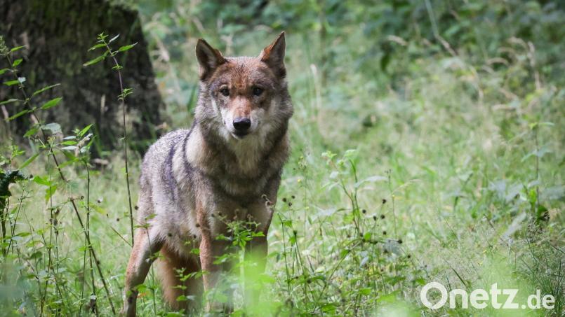 Der Wolf durchstreift längst auch den Landkreis Tirschenreuth. Zu Gesicht bekommt man das scheue Tier jedoch sehr selten. Symbolbild: Christian Charisius/dpa