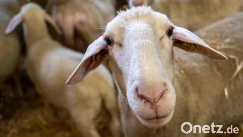 Mehrere tote Tiere hat ein Schafhalter in Wildenreuth zu beklagen. Symbolbild: Peter Kneffel/dpa