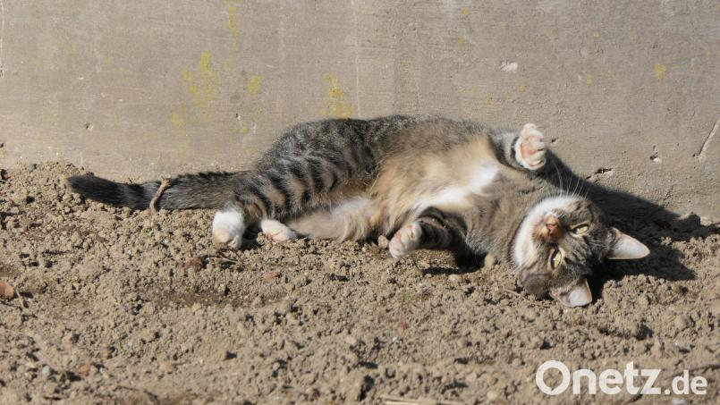 Katze Amy aus Obersdorf Bild: ilse