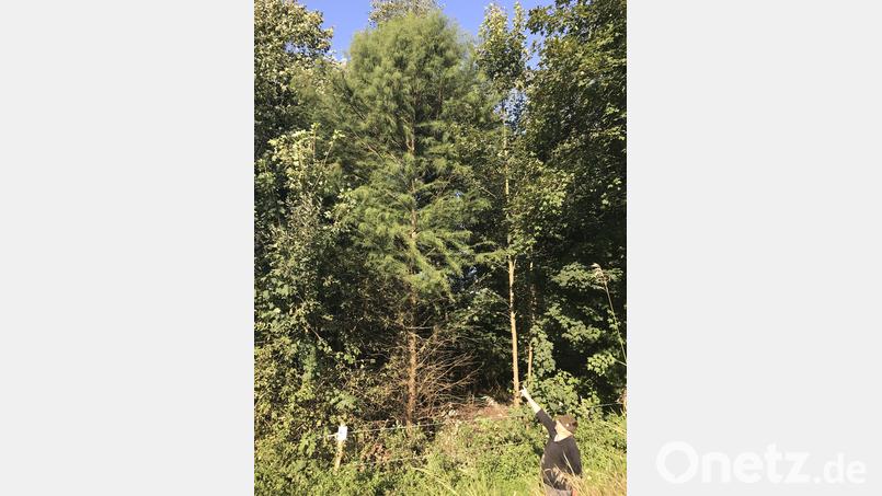 Eine seltene Sumpfzypresse wächst auf dem Gelände der Wasserbüffel in Hahnbach Bild: mma