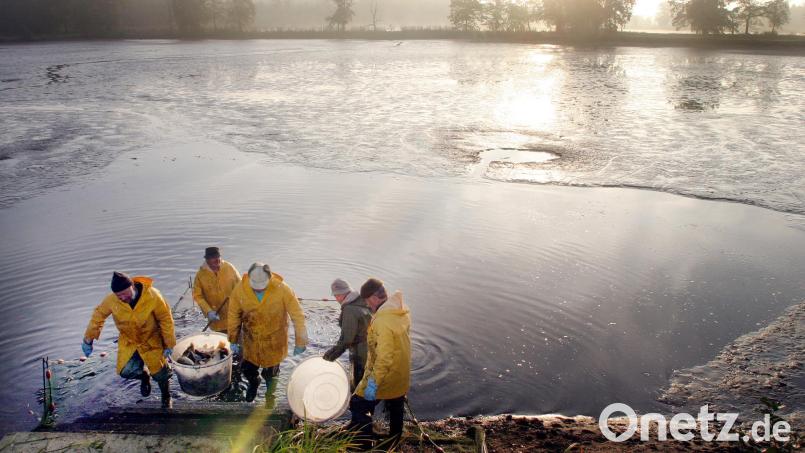 Noch sind die Teiche des Fischhofs Schießl bei Schwarzenfeld nicht komplett abgefischt. Nach einem mäßigen Sommer erwartet der Betrieb heuer keine allzu großen Karpfen. Und ein Drittel der Produktion haben Otter und Kormoran vertilgt. Bild: Gerhard Götz