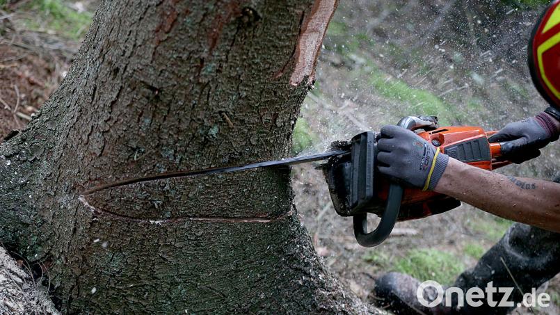 Ein umstürzender Baum hat einen 61-Jährigen im Landkreis Neumarkt erfasst. Symbolbild: Oliver Berg