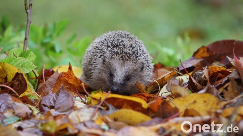 Laubhaufen, Hecken, Büsche oder Holzstapel - all das kann Igeln in Gärten als Unterschlupf dienen. Archivbild: Karl-Josef Hildenbrand/dpa/dpa-tmn