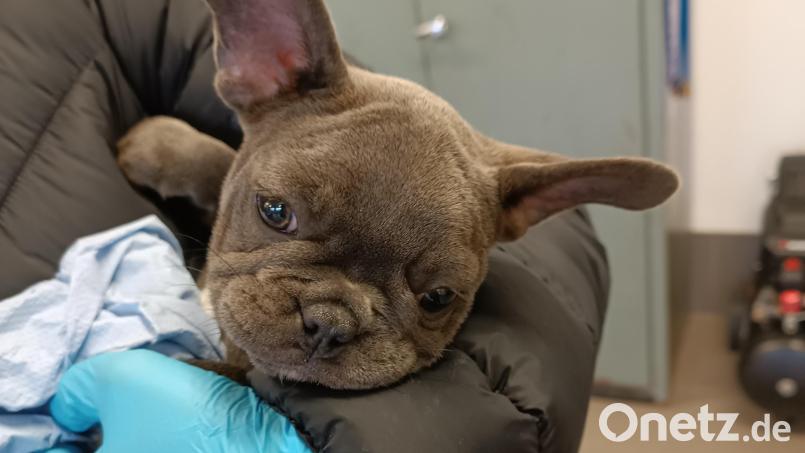 Mitarbeiter der Bundespolizei Waidhaus und des Veterinäramts Neustadt/WN kümmern sich um insgesamt vier Hundewelpen, die die Beamten bei Kontrollen auf der A6 auf der Ladefläche eines Transporters entdeckt hatten. Bild: Bundespolizei/exb