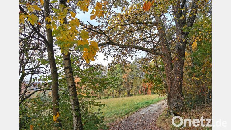 Idyllisch im bunten Herbstkleid: Der „Josef-Spichtinger-Rundwanderweg“ ist 7 Kilometer lang und bietet Panoramablicke auf die Stadt Oberviechtach. Bild: Portner