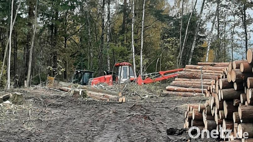 Bei Oberteich ist Wald gerodet worden. Der Mitterteicher Werner Fenzl fährt dort gerne mit dem Rad und wundert sich, was da los ist. Bild: Werner Fenzl/exb