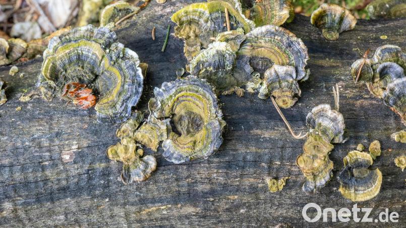 Andreas Arnold: &quot;Ohne Pilze würde ein Baum, der im Wald umfällt und nicht verarbeitet wird, kaum verrotten.&quot; Bild: Norbert Vetter