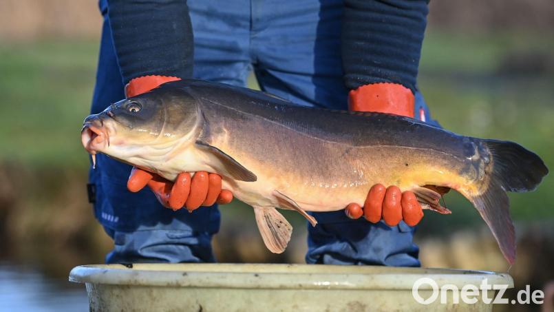 Der Karpfen als Speisefisch ist besonders in der Oberpfalz beliebt. Symbolbild: Patrick Pleul/dpa