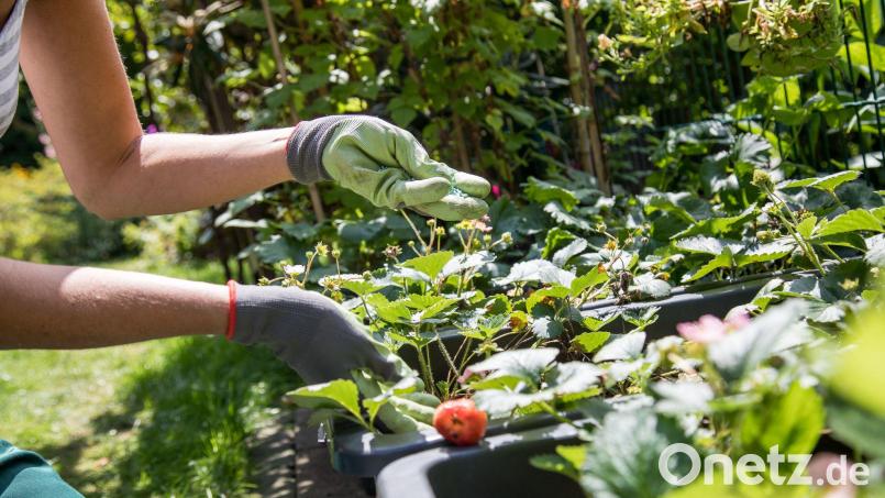 Die Explosion eines Feuerwerkskörpers beschädigte ein Gemüsebeet in Eschenbach. Bild: Christin Klose/dpa-tmn