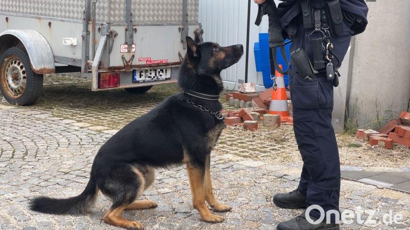 Polizeihund Bono muss seinem Herrchen immer aufs Wort gehorchen. Schließlich ist er die Lebensversicherung des Polizisten. Bild: Nils Ganzmann