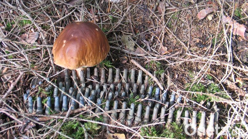 Ein Pilzsucher fand in einem Waldstück bei Immenreuth einen Gurt mit Manövermunition. Bild: Redaktion Onetz
