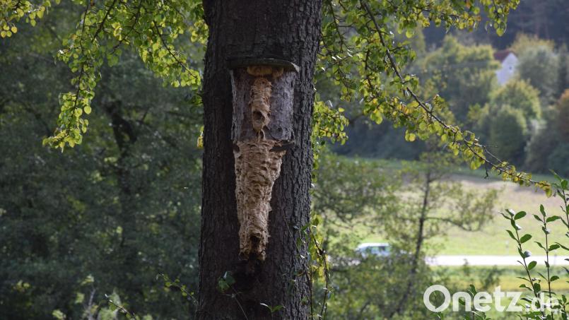 Hornissen gestalten den Meisen-Kasten in ihr Nest um. Zu sehen ist das kunstvolle Gebilde am Radweg von Schmidmühlen nach Harschhof. Zu nah kommen sollte man den dicken Brummern freilich nicht. Bild: bö