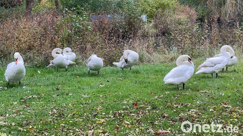 Die Jungschwäne vom Sulzbach-Rosenberger Stadtweiher im Stadtpark auf Landgang: akribisch putzt sich die muntere Truppe das Gefieder. Bild: Regina Royer