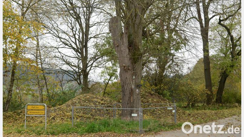 Die Dorflinde in Diepoltsreuth ist nicht mehr verkehrssicher. Nach Zustimmung der Unteren Naturschutzbehörde beim Landratsamt Neustadt/WN darf der Baum gefällt werden. Ein vier Meter langes Stück Holz aus dem unteren Teil des Baumes muss als Totholz in einem für die Öffentlichkeit schlecht zugänglichen Wald und Lichtung erhalten werden. Bild: bey