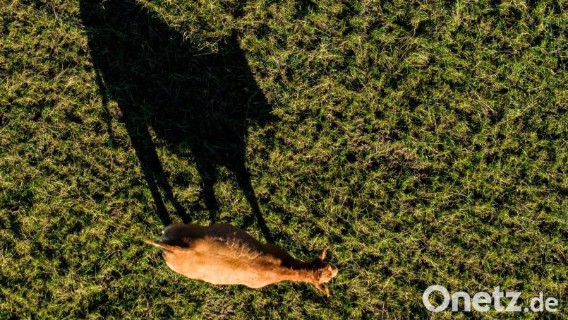 Die Polizei rückt in Niederbayern zu einem tierischen Einsatz aus. Symbolbild: Christoph Reichwein/dpa
