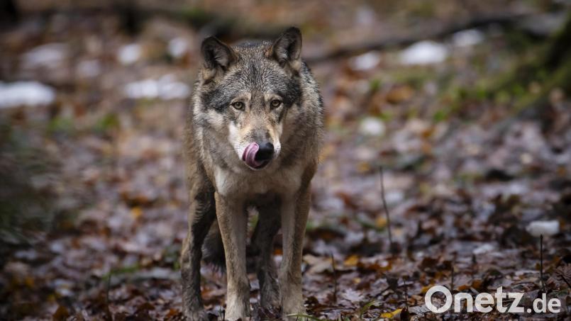 Ein Wolf steht in einem Wildnispark. In der Oberpfalz sind Wölfe auch in freier Wildbahn unterwegs. Die Grenze des Wolfsgebiets Grafenwöhr hat sich zum 1. November verschoben. Symbolbild: Michael Buholzer /dpa