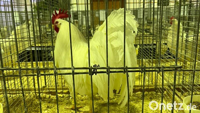 Knapp 400 gefiederte Tiere werden auf der Kreisgeflügelschau in Plößberg zu sehen sein. Archivbild: kro