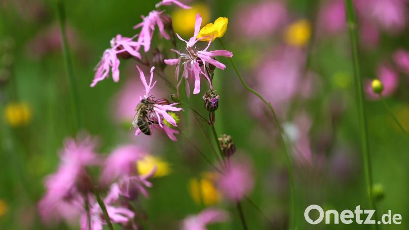 Der Konflikt zwischen Naturschützern und Bauern ist nach dem erfolgreichen Volksbegehren &quot;Rettet die Bienen!&quot; trotzdem noch da. Symbolbild: Karl-Josef Hildenbrand/dpa