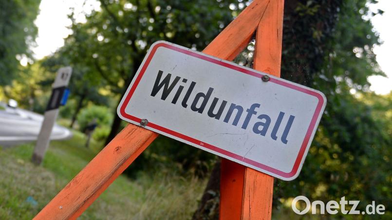 In Amberg ist es zu einem Wildunfall gekommen. Symbolbild: Susann Prautsch/dpa