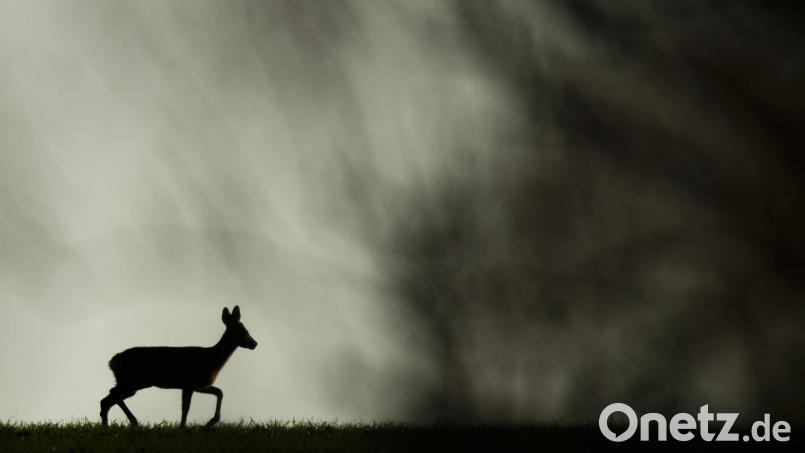 Vom Reh im Wildtiergehege in Sengenthal blieb nur eine Blutlache übrig. Bild: Julian Stratenschulte/dpa