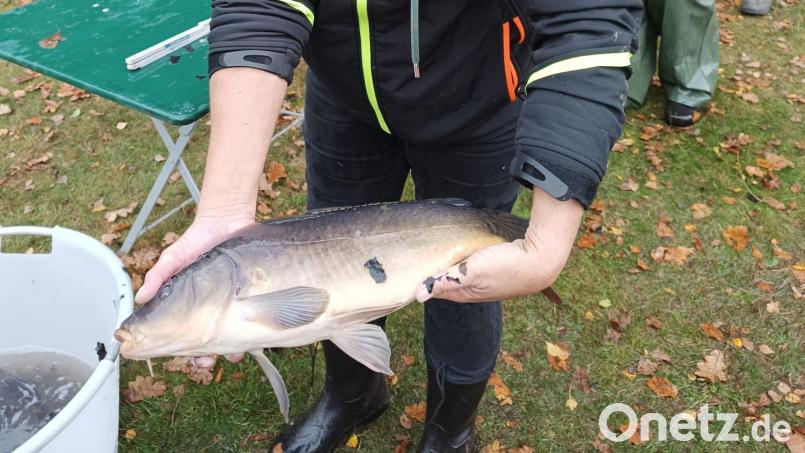 Jeder Fisch wurde gemessen und gewogen. Bild: Josef Glas