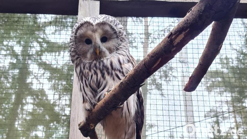 Habichtskauz &quot;Lucky&quot; vor seiner Freilassung. Bild: VLAB/Michaela Domeyer/exb