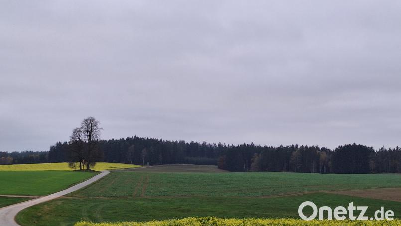 Die Regional Energie GmbH aus Stein möchte bei Lengenfeld auf knapp 25 Hektar Fläche einen Solarpark errichten. Er soll sich auf den Bereich hinten links (gelbes Feld) entlang des Walds und der Felder vorne rechts an der Wegkreuzung erstrecken. Bild: Wolfgang Stangl/exb