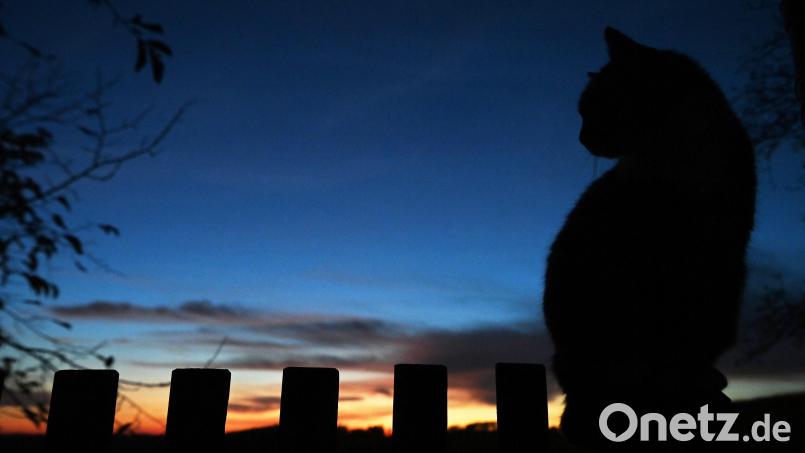 Eine Katze sitzt bei Sonnenuntergang auf einem Zaun. Symbolbild: Oana Jaroslav/dpa