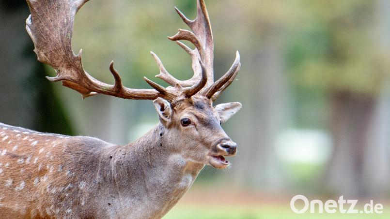 Ein Damhirsch steht in einem Tiergarten. Im Landkreis Schwandorf ist ein getötetes Tier entdeckt worden. Ob ein Wolf das Damwild gerissen hat, wird untersucht. Symbolbild: Hauke-Christian Dittrich/dpa