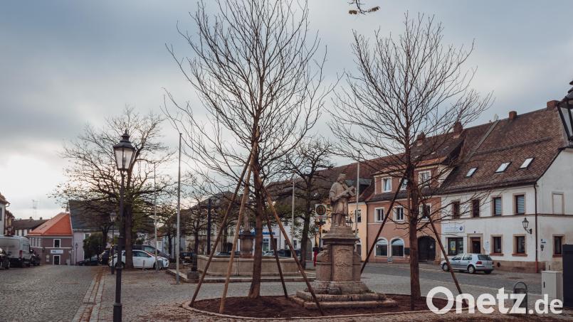 Die neu eingepflanzten Kastanienbäume am Bärnauer Marktplatz sind laut Landschaftsgärtnermeister Michael Ebenhöch 30 Jahre alt und um die acht Meter hoch. Bild: Susanne Forster