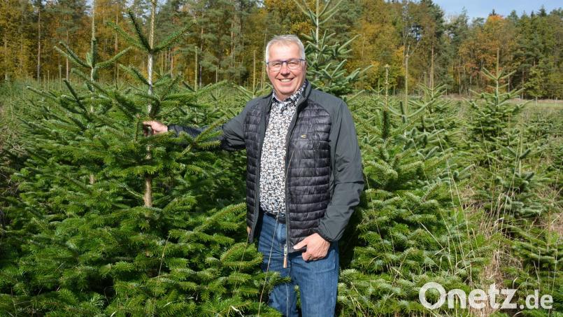 Bernhard Waidhas inmitten seiner Christbaumkultur auf seinem Anwesen in Kleinbüchlberg. 2015 hat er hier die ersten Pflanzen gesteckt, jetzt nach neun Jahren gibt es eine erste Ernte. Bild: jr