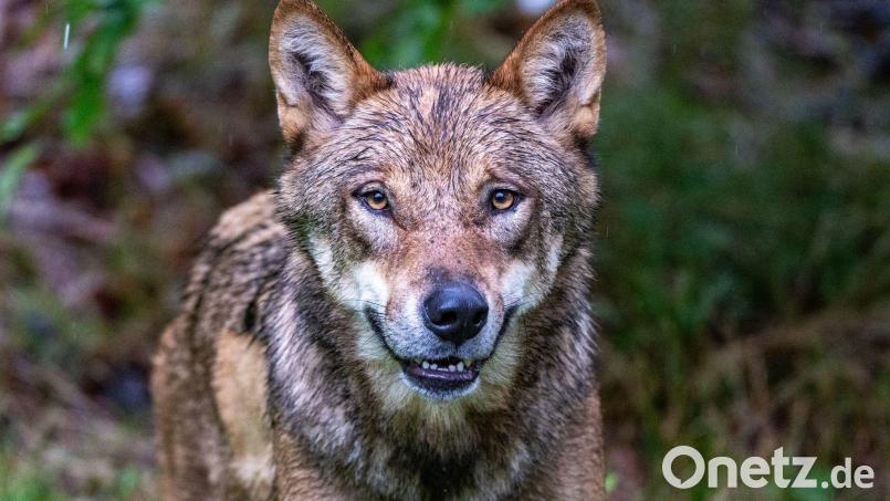 Wölfe in freier Wildbahn sind auch im Landkreis Tirschenreuth kein gänzlich unmöglicher Anblick mehr. Viele Weidetierhalter machen sich Sorgen. Das Symbolbild stammt aus einem Nationalpark. Symbolbild: Armin Weigel/dpa