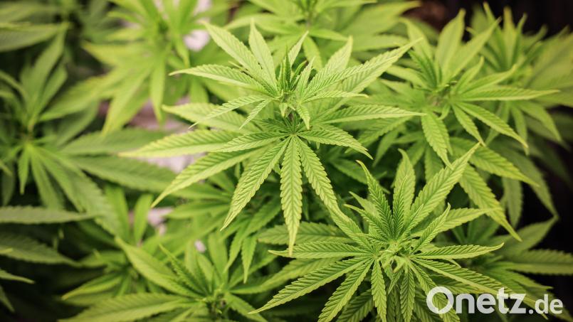 Cannabispflanzen stehen unter künstlicher Beleuchtung in einem Privatraum. Symbolbild: Christian Charisius/dpa