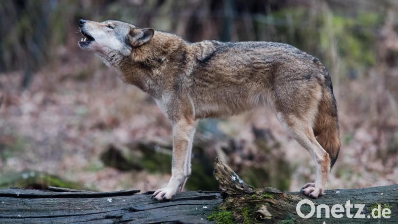 Ein Wolf (Canis lupus lupus) steht heulend in einem Gehege auf einem Baumstamm. Schon seit Jahren gibt es Sichtungen im Landkreis Schwandorf. Nun sind zwei Wölfe bei Verkehrsunfällen getötet worden. Bild: Julian Stratenschulte/dpa