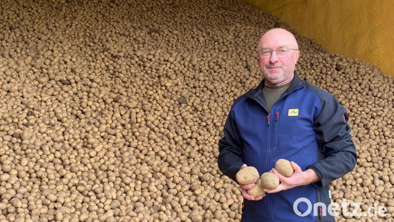 Herbert Obermeiers Kartoffellager ist gut gefüllt. Doch die Kartoffelanbauer machen sich Sorgen: Es ist wohl nur eine Frage der Zeit, bis die Schilfglasflügelzikade auch im Landkreis Schwandorf ankommt. Sie überträgt die Bakterielle Kartoffelknollenwelke, die zu Ernteeinbußen führt. Bild: Völkl
