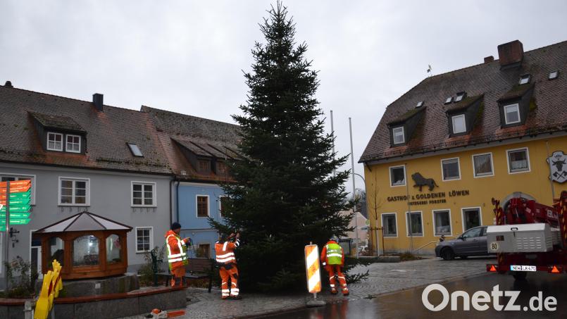 Der schmucke Weihnachtsbaum am Moosbacher Marktplatz wird in der Advent- und der Weihnachtszeit neben der Brunnenkrippe leuchten. Die Bediensteten des Bauhofes bringen die Lichter an. Bild: gi