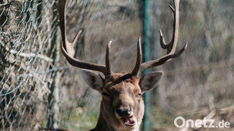 Ein Damhirsch äst in einem Gehege in der Sonne. Bild: Nicolas Armer/dpa