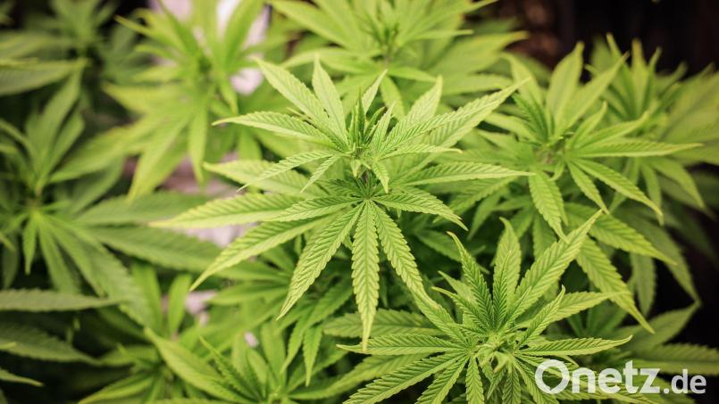 Die Polizei findet in einer Wohnung mehrere Cannabispflanzen. Symbolbild: Christian Charisius/dpa